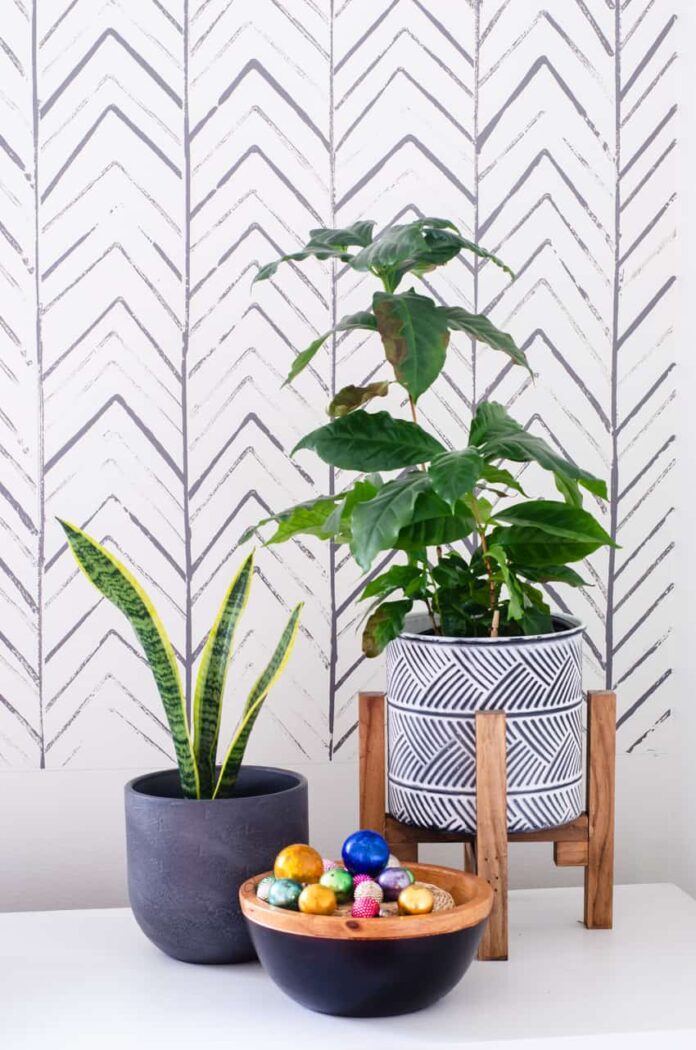 painted lines on wall with plant