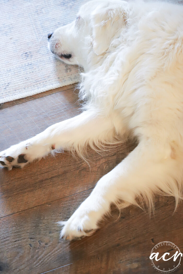 white dog sleeping on floor