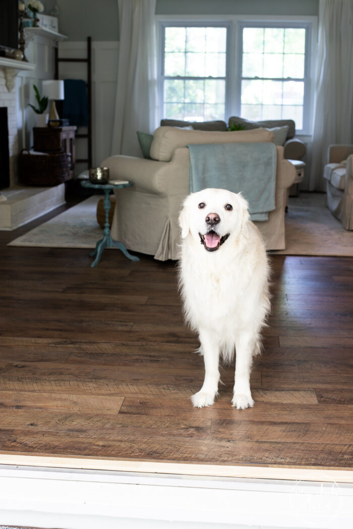living room doors open with white fluffy dog