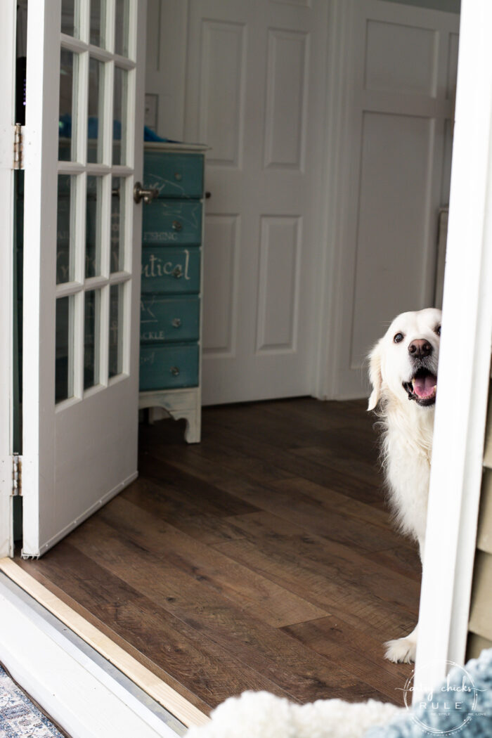 white dog looking out of the opened french doors