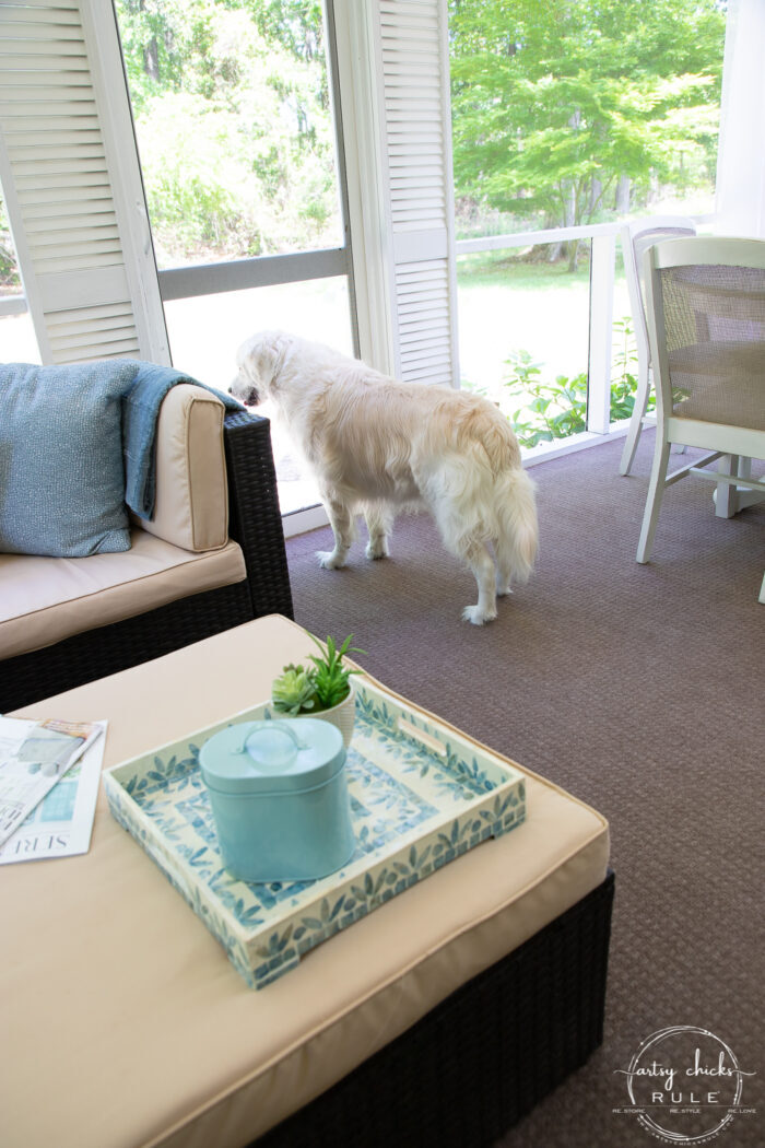 white dog looking out screened porch door