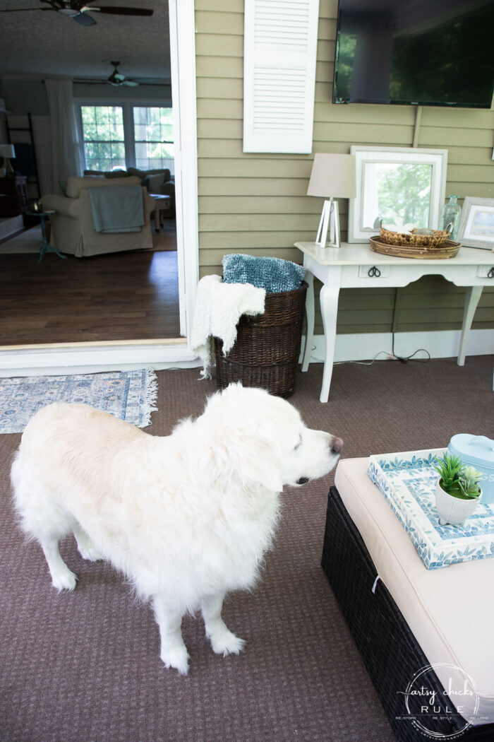 white dog on brown carpet in screened porch